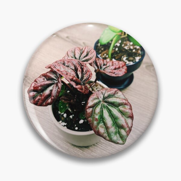 Item preview, Peperomia Caperata Red and Silver 2 designed and sold by grdnstplantmom.
