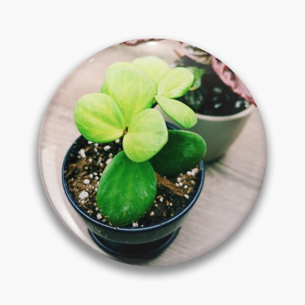 Item preview, Peperomia Hope designed and sold by grdnstplantmom.
