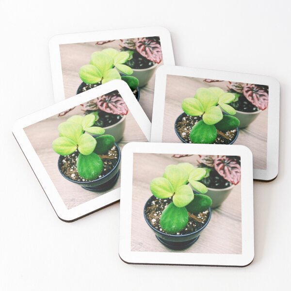 Item preview, Peperomia Hope designed and sold by grdnstplantmom.