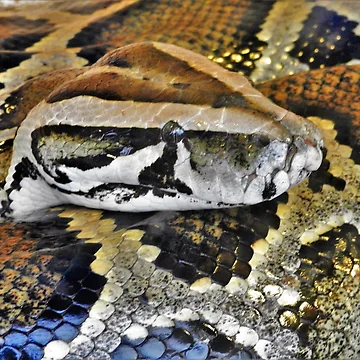 Artwork thumbnail, Python by StudioCorvid