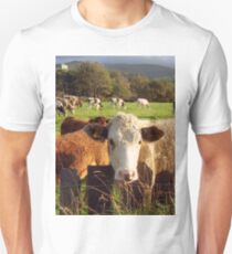 Cows of Llanfairfechan Unisex T-Shirt
