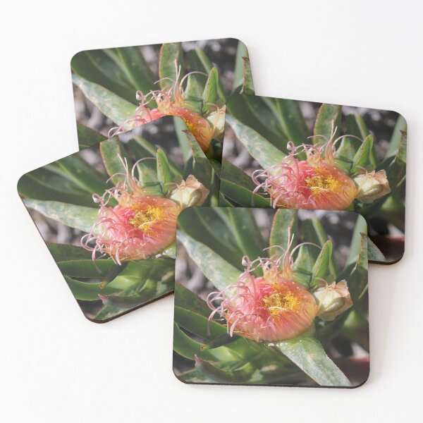 Item preview, Carpobrotus edulis designed and sold by Michaela Perryman.