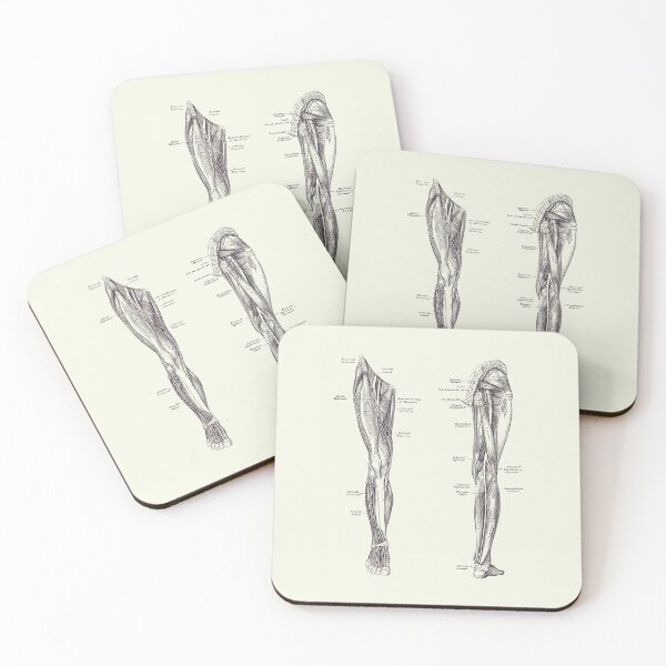 Item preview, Leg Muscular System - Dual-View - Vintage Anatomy Print designed and sold by VAposters.