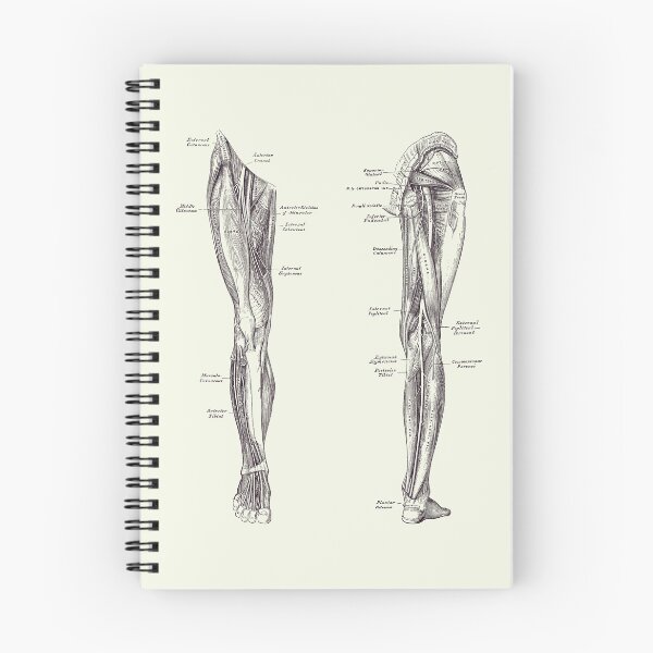 Item preview, Leg Muscular System - Dual-View - Vintage Anatomy Print designed and sold by VAposters.