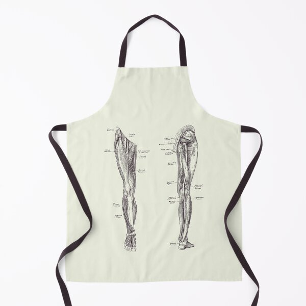 Item preview, Leg Muscular System - Dual-View - Vintage Anatomy Print designed and sold by VAposters.