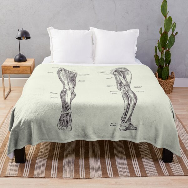 Item preview, Leg Muscular System - Dual-View - Vintage Anatomy Print designed and sold by VAposters.