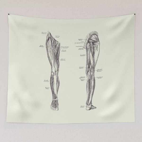 Item preview, Leg Muscular System - Dual-View - Vintage Anatomy Print designed and sold by VAposters.