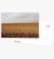 Golden Field Postcards