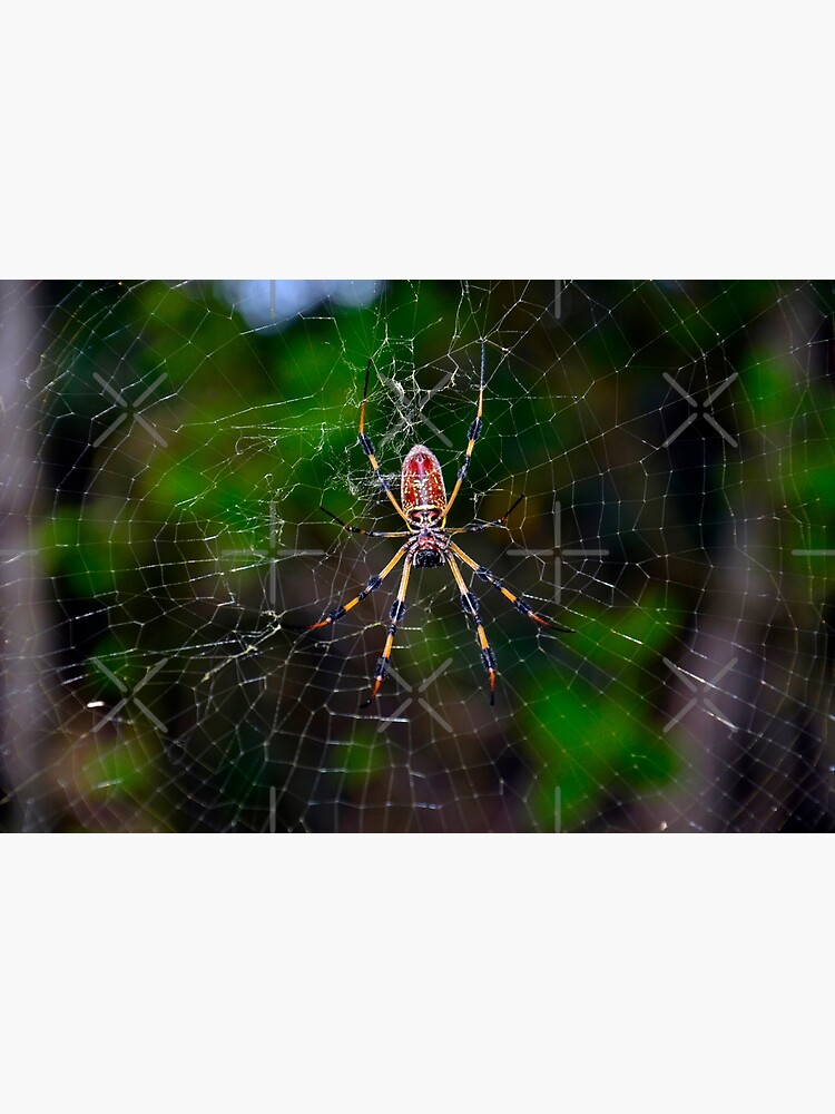 "The Golden Silk Spider (Nephila clavipes) Sticker" Poster for Sale by
