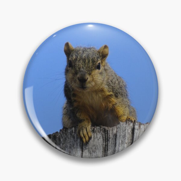 Item preview, Squirrel Photograph  designed and sold by NIKCI.