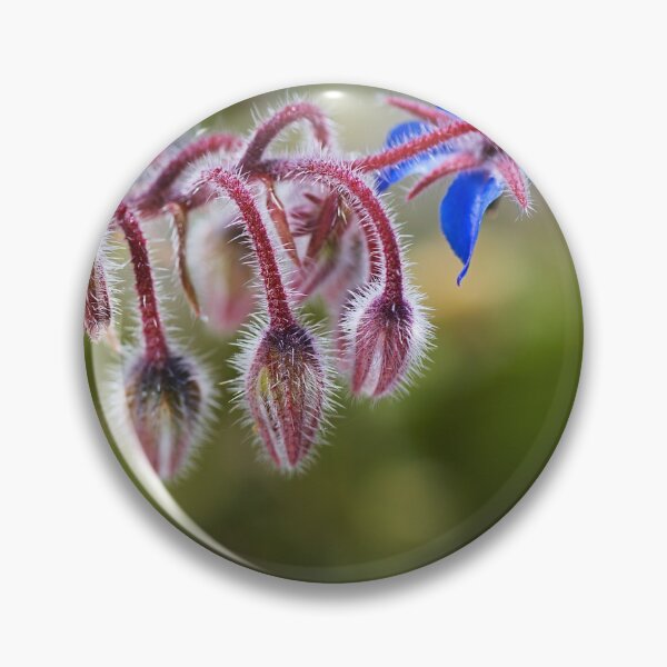 Item preview, Borage Plant Has Buds  designed and sold by Joy Watson - Natural Light Photography .