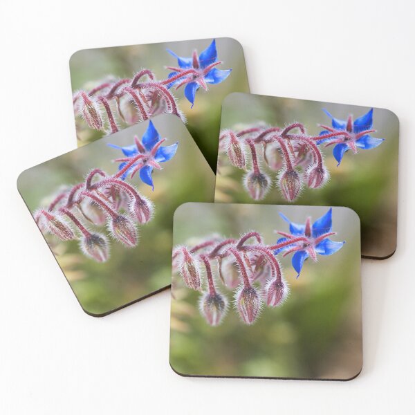 Item preview, Borage Plant Has Buds  designed and sold by Joy Watson - Natural Light Photography .