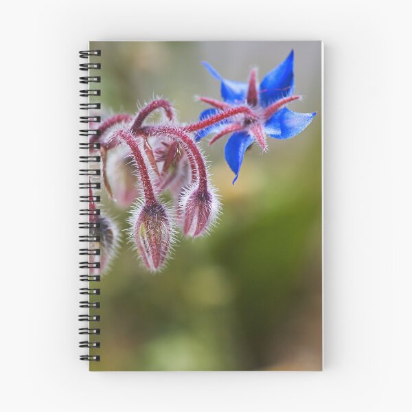 Item preview, Borage Plant Has Buds  designed and sold by Joy Watson - Natural Light Photography .