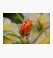Two Tone Photographic Print