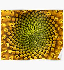 Natural Geometries Poster