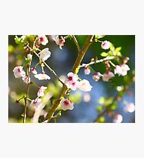 " Grace In Pink " Photographic Print