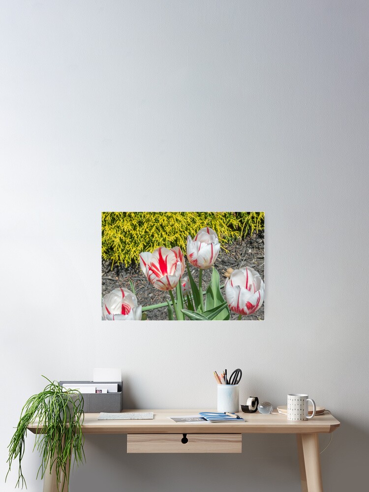 Thumbnail 2 of 3, Poster, Spring Tulips designed and sold by Imagery.