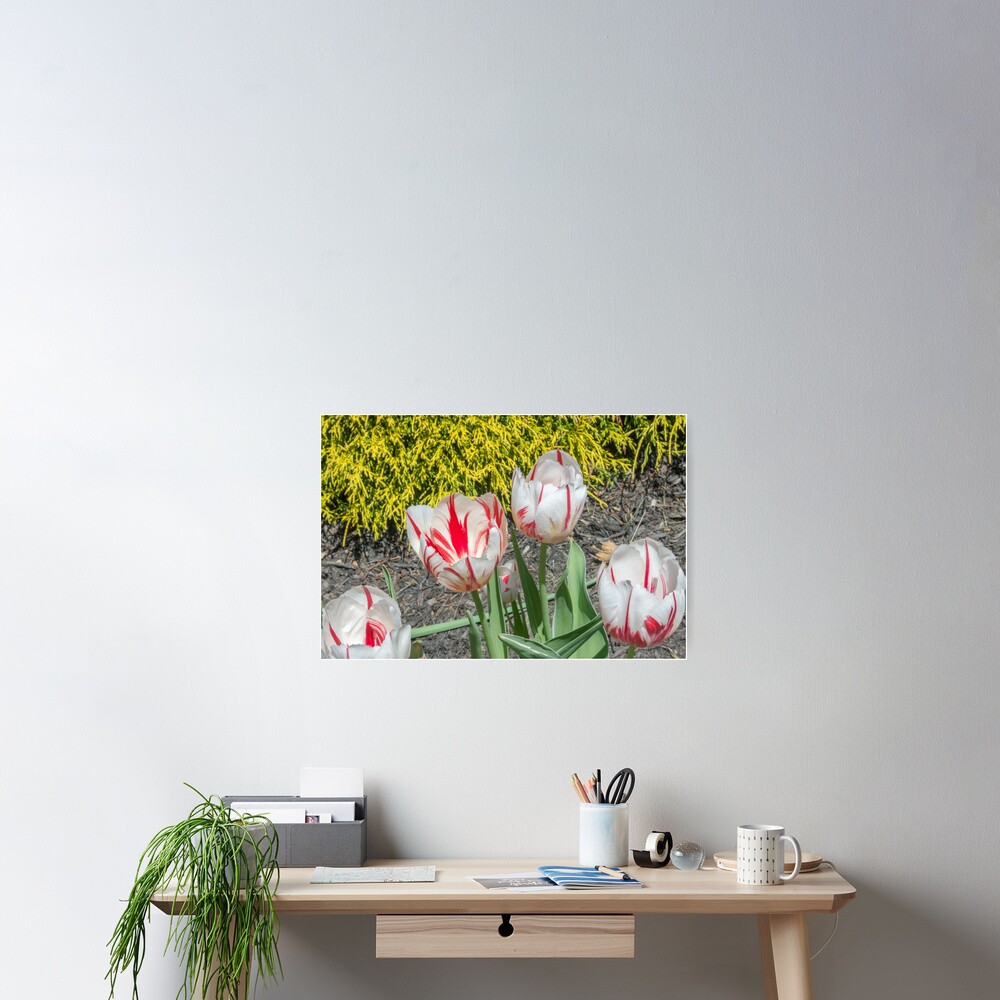 Item preview, Poster designed and sold by Imagery.