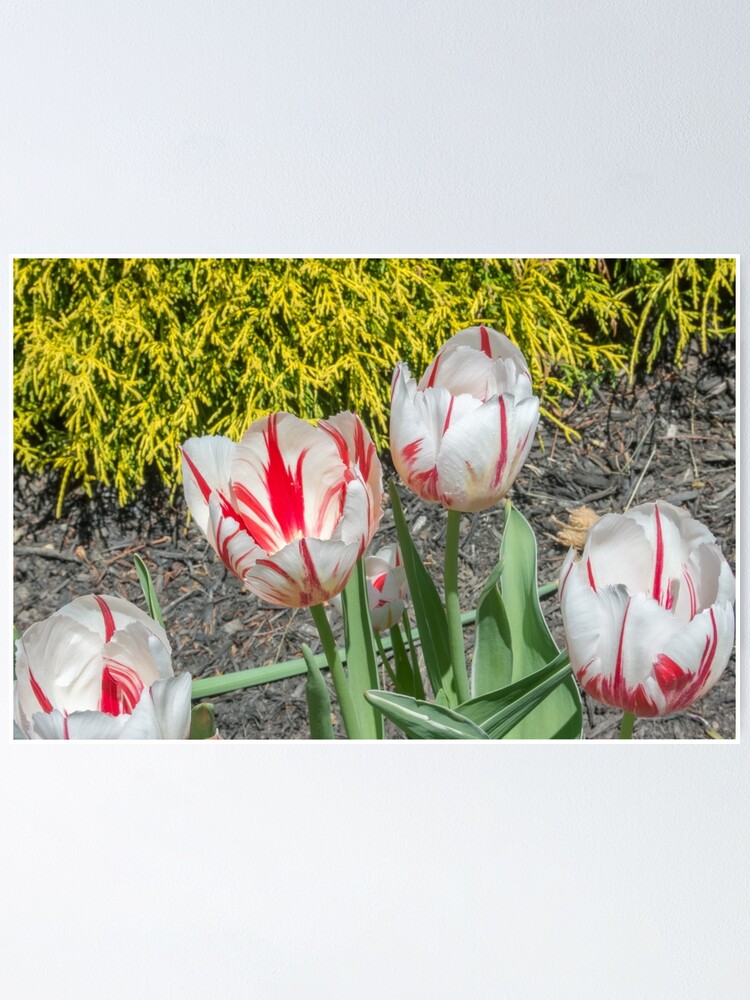 Thumbnail 1 of 3, Poster, Spring Tulips designed and sold by Imagery.