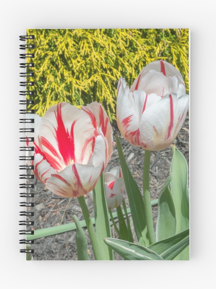 Thumbnail 1 of 3, Journal, Spring Tulips designed and sold by Imagery.