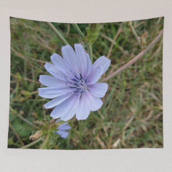 Item preview, Cornflower designed and sold by Ioka.