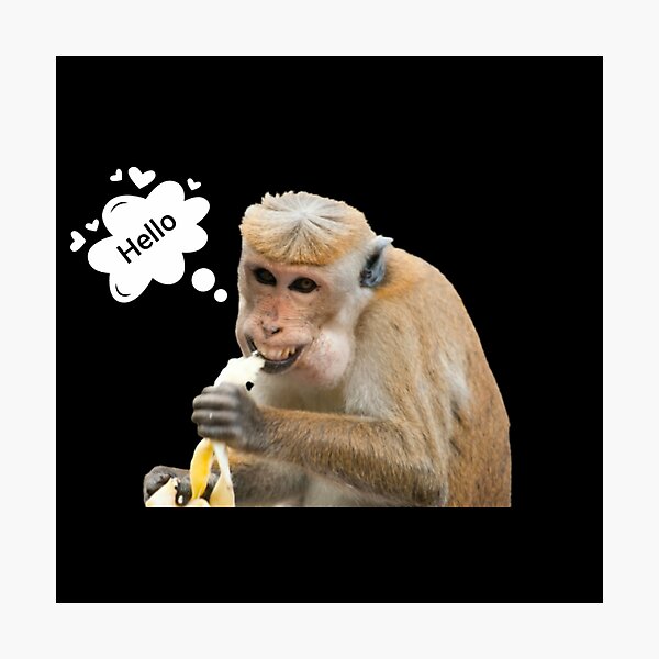 Monkey meme hi-res stock photography and images - Alamy