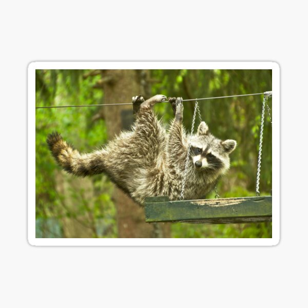 Raccoon Antics Sticker