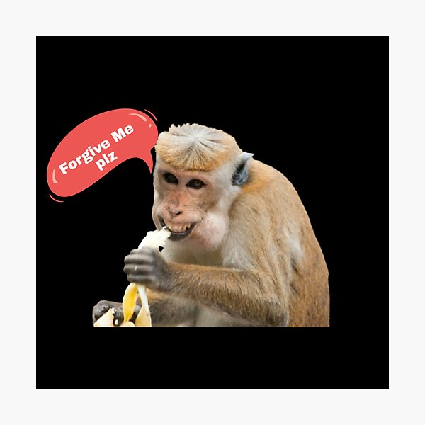 Memebase - monkey - Page 6 - All Your Memes In Our Base - Funny Memes -  Cheezburger