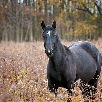 Artwork thumbnail, Horse In Field by Michael Cummings