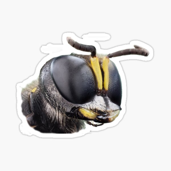 Festive Bee, Bee Swarm Simulator Wiki