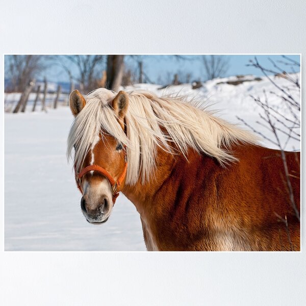 Item preview, Belgian Horse In Winter designed and sold by Michael Cummings.