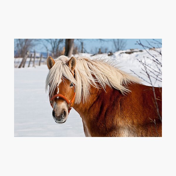 Item preview, Belgian Horse In Winter designed and sold by Michael Cummings.