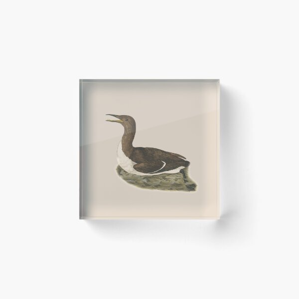 Item preview, common guillemot designed and sold by Sinovius.