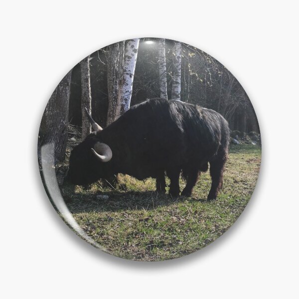 Item preview, Scottish Highland Cattle Bull 2371 designed and sold by SaarelaHighland.
