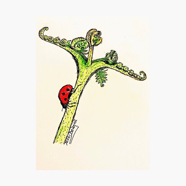 Ladybird Perspective Photographic Print