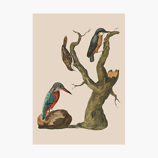 Item preview, Vintage bird collection designed and sold by Sinovius.