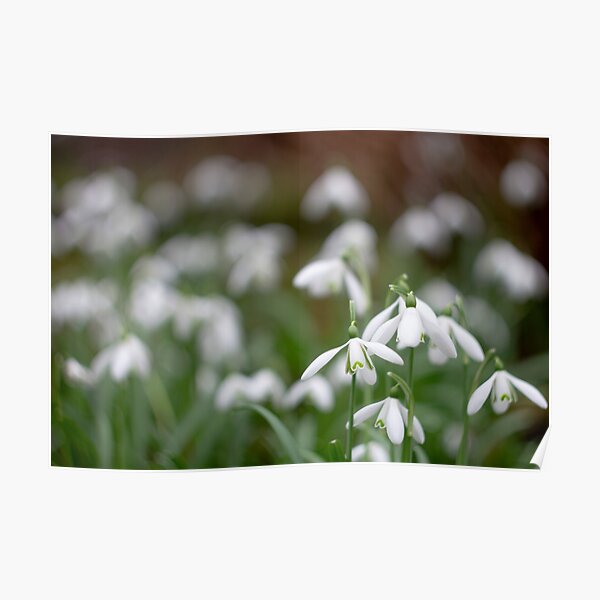Carpet of snowdrops Poster