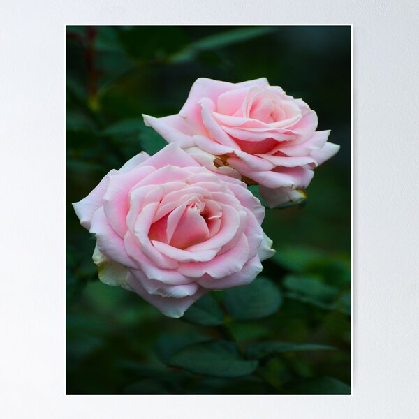 Aperçu de l'œuvre Love Love Roses Roses créée et vendue par ginawaltersdorf.