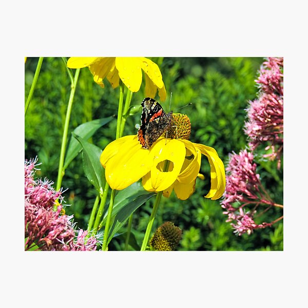 Red Admiral Butterfly on a yellow flower Photographic Print