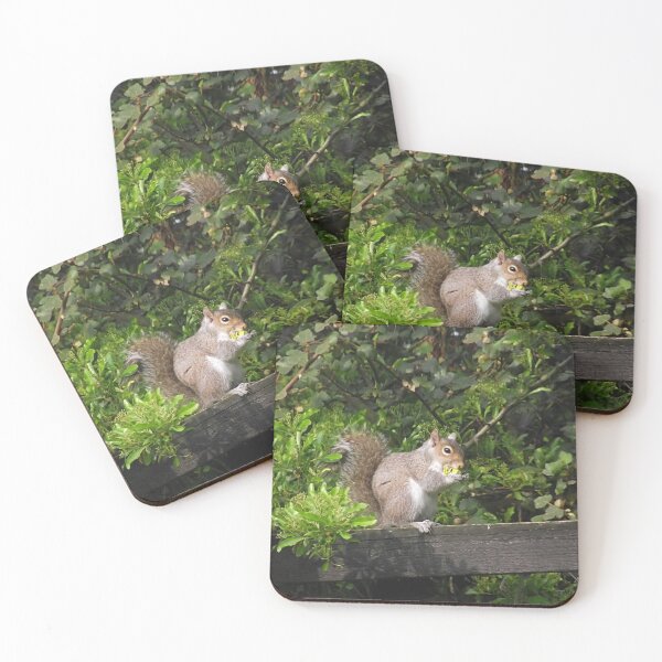 Item preview, Squirel on a fence eating a nut designed and sold by PPFImages.