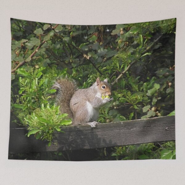 Item preview, Squirel on a fence eating a nut designed and sold by PPFImages.