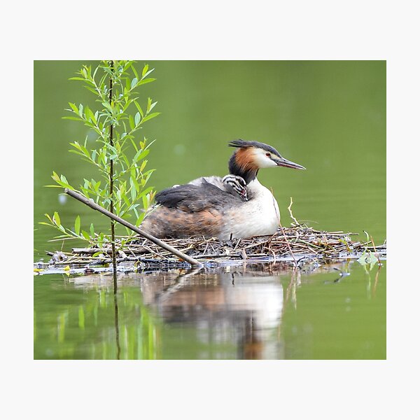 Great Crested Grebe Lovers Gift Photographic Print