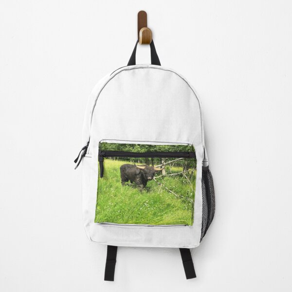 Item preview, Scottish Highland Cattle Bull 2430 designed and sold by SaarelaHighland.