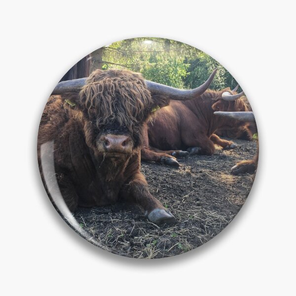 Item preview, Scottish Highland Cattle Bulls 2434 designed and sold by SaarelaHighland.
