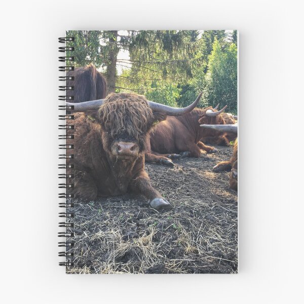 Item preview, Scottish Highland Cattle Bulls 2434 designed and sold by SaarelaHighland.