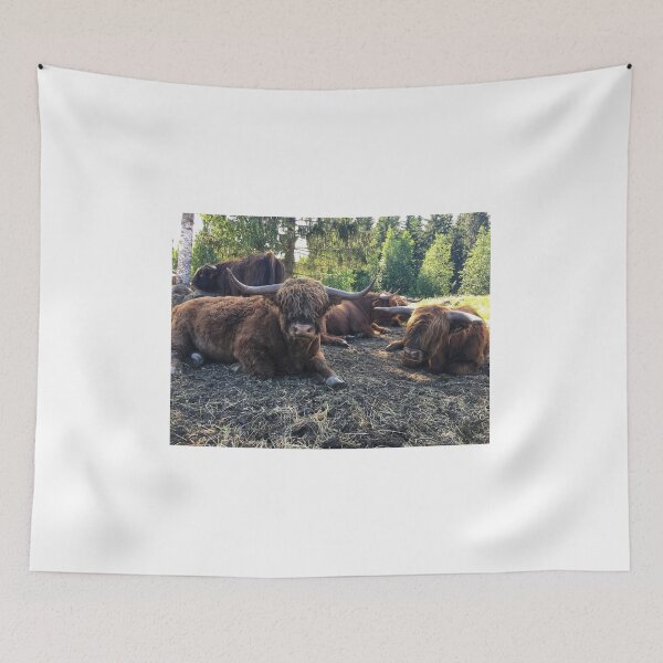 Item preview, Scottish Highland Cattle Bulls 2434 designed and sold by SaarelaHighland.