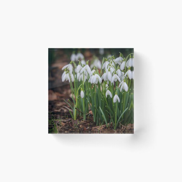Item preview, Snowdrops designed and sold by Rosie Simpson.