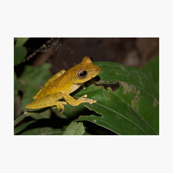 Convict Tree Frog, Parque Nacional del Manu, Peru Photographic Print