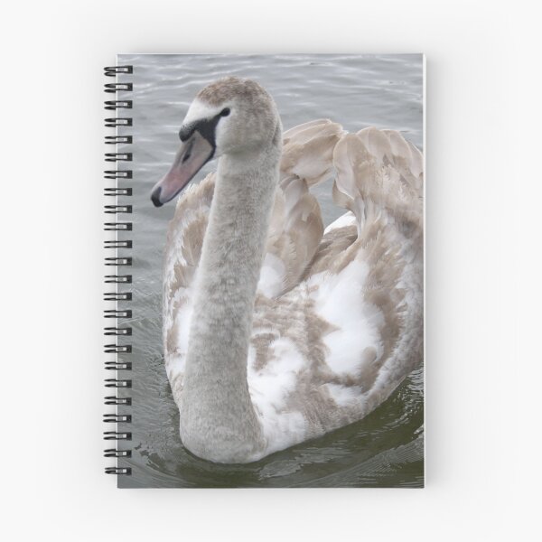 Item preview, Courting white swan on blue lake water. designed and sold by Alexx60.