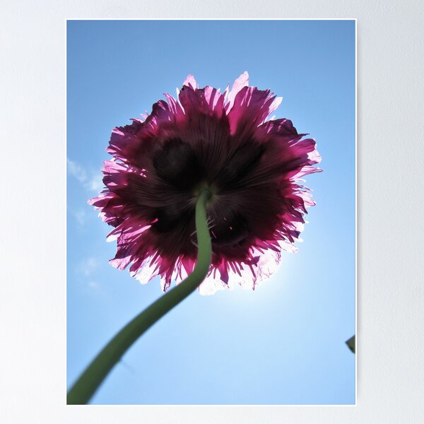 Item preview, flor en el sol designed and sold by chere.